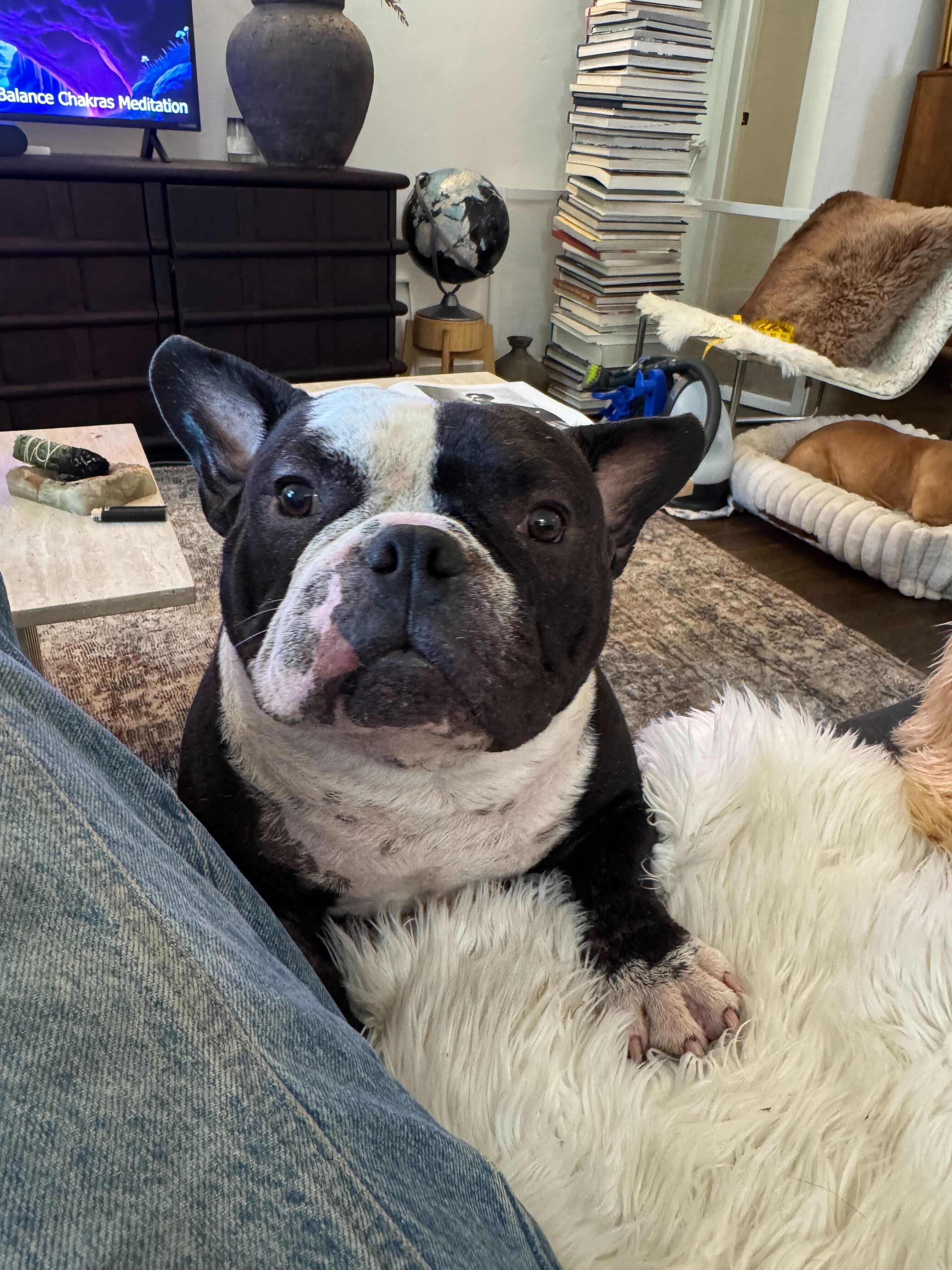 Sherman, a ADOPTABLE American Bully in West Hollywood, CA image 3/5