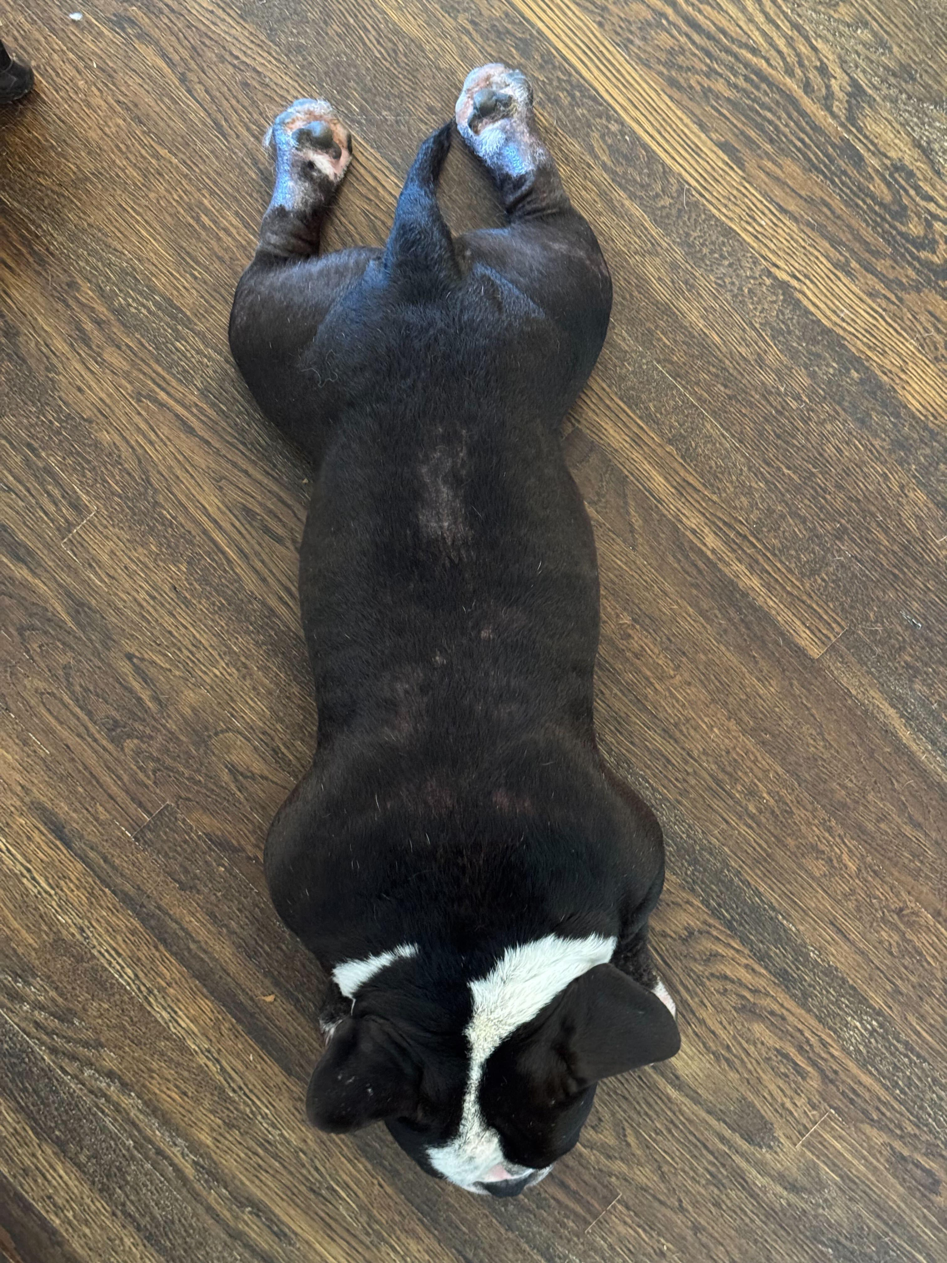 Sherman, a ADOPTABLE American Bully in West Hollywood, CA image 2/5