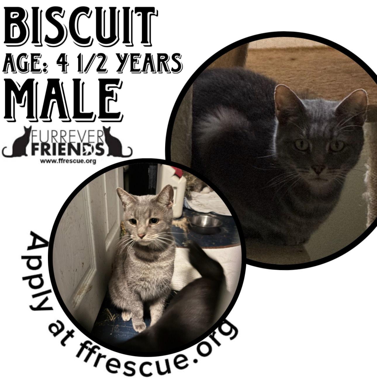 Biscuit, Adoptable, Adult Male Domestic Short Hair.