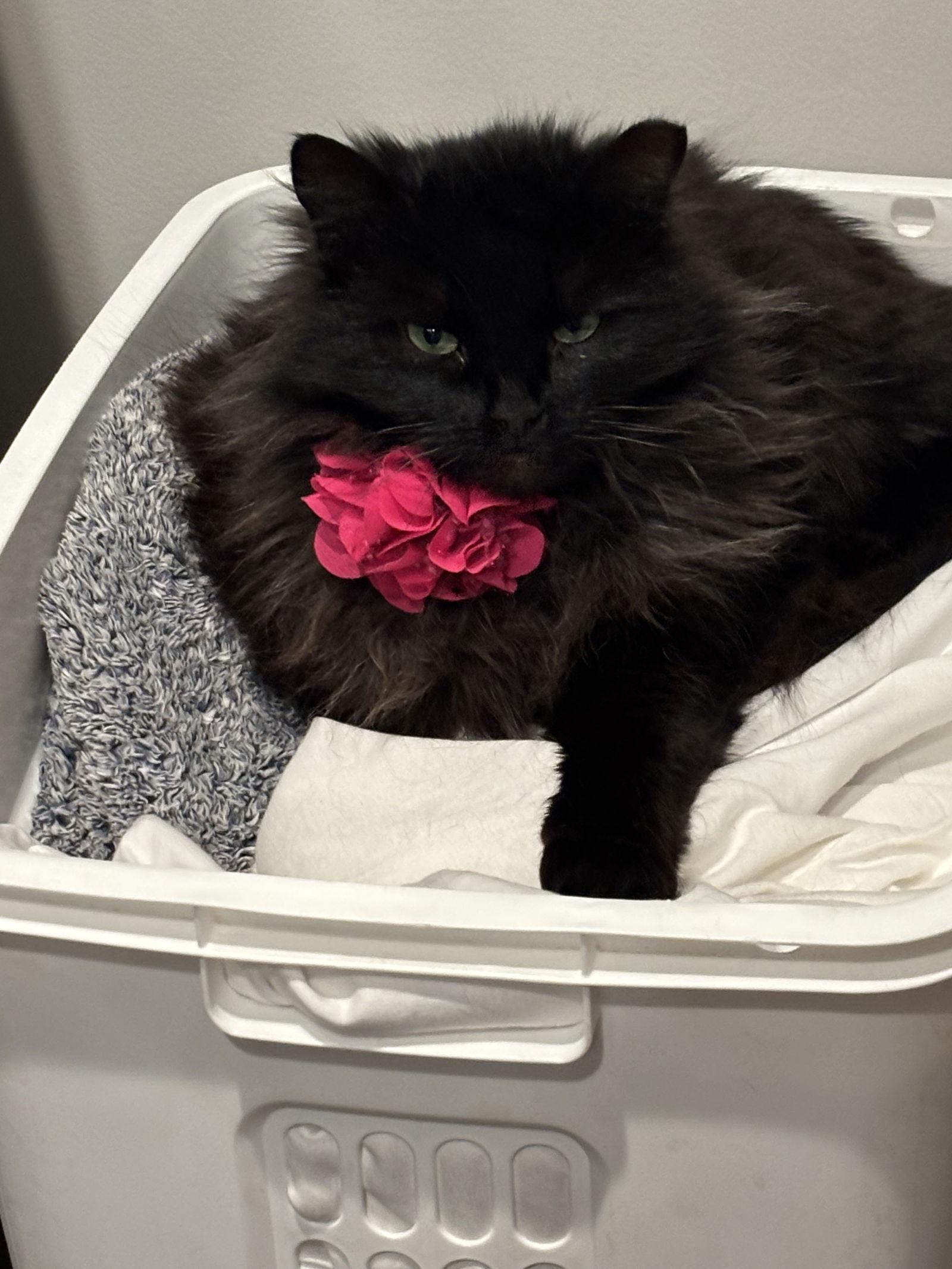 Enlarge Lacie, a Adoptable Domestic Long Hair in King George, VA image 1/2