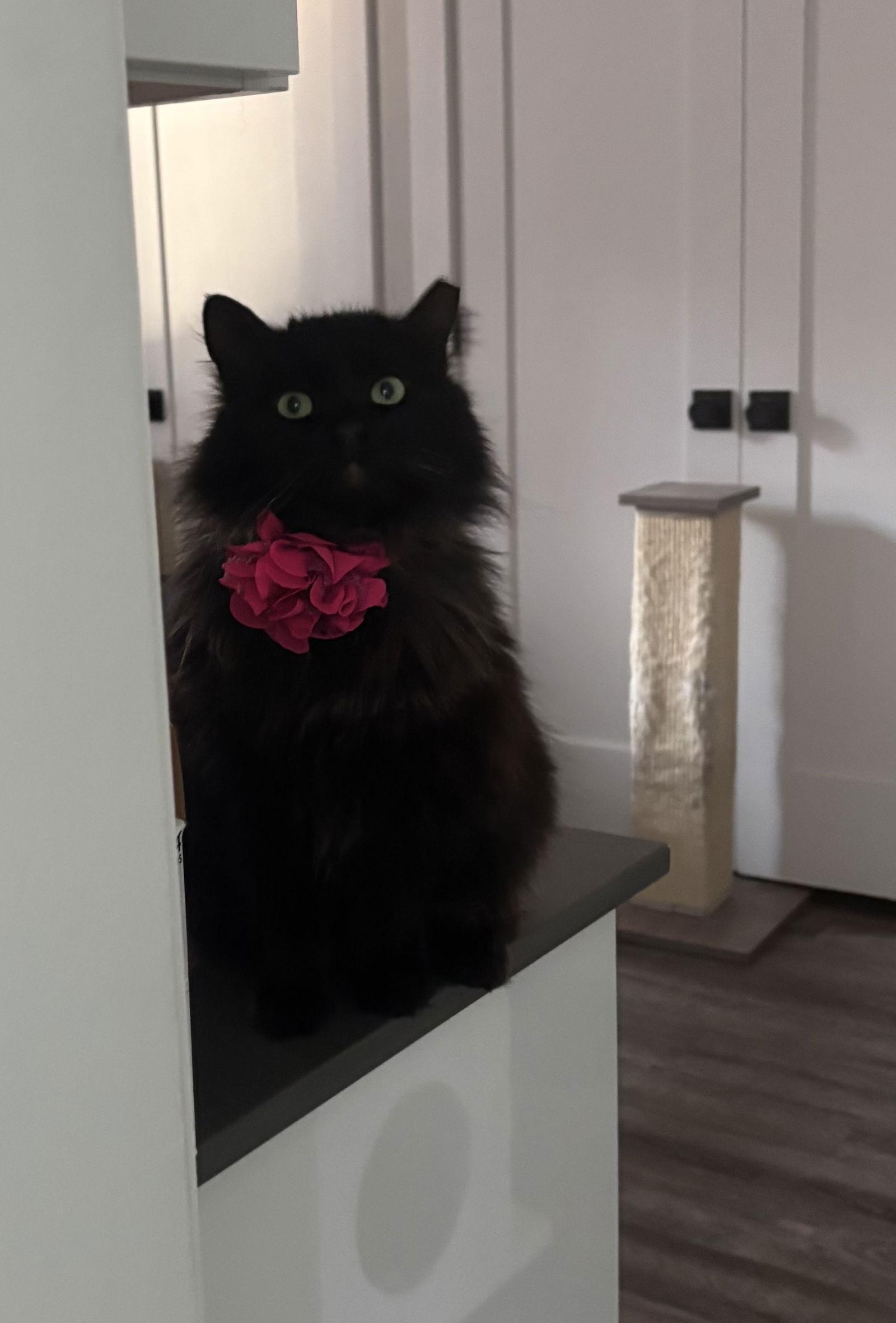 Enlarge Lacie, a Adoptable Domestic Long Hair in King George, VA image 2/2