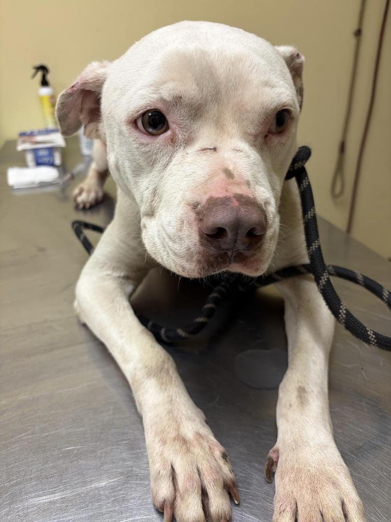 Shanty✅, Adoptable, Adult Male Mixed Breed.