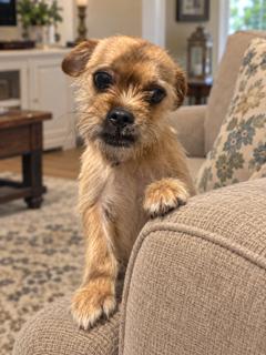 Murray, Adoptable, Young Male Cairn Terrier & Brussels Griffon.
