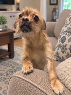 Enlarge Murray, a Adoptable mixed breed in Orlando, FL image 2/3