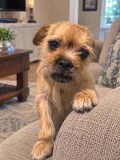 Enlarge Murray, a Adoptable mixed breed in Orlando, FL image 3/3