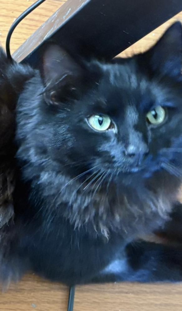ZZ-Midnight, a Adoptable Domestic Medium Hair in Candler, NC image 1/2
