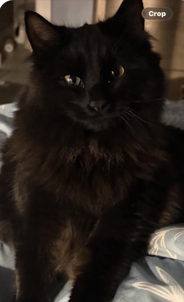 ZZ-Midnight, a Adoptable Domestic Medium Hair in Candler, NC image 2/2