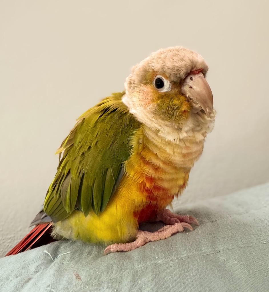 Tiki, a Adoptable Conure in Ballwin, MO image 1/6