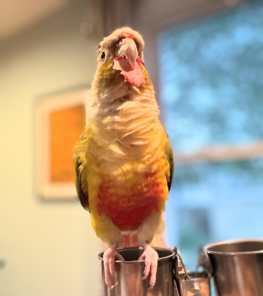 Tiki, a Adoptable Conure in Ballwin, MO image 2/6