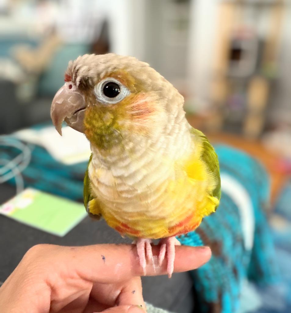 Tiki, a Adoptable Conure in Ballwin, MO image 3/6