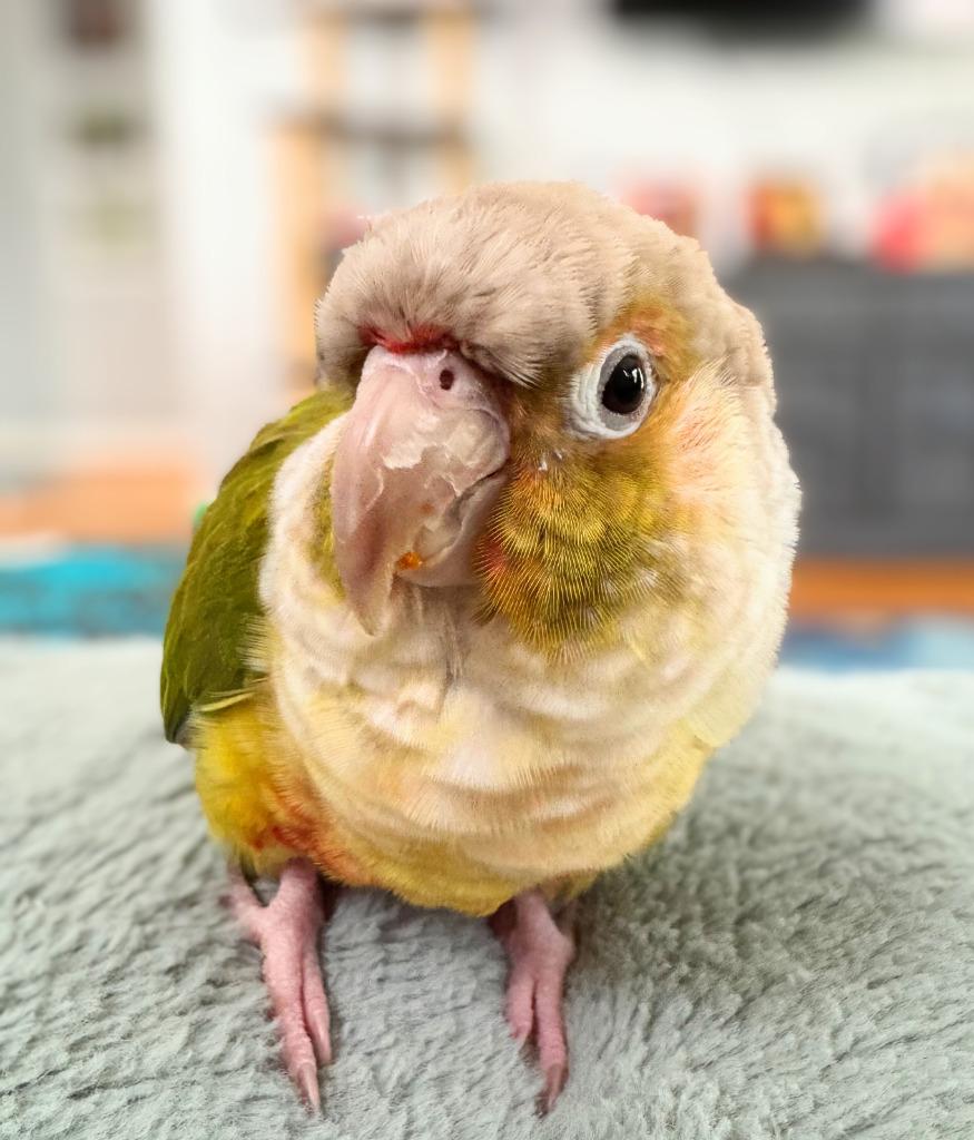 Tiki, a Adoptable Conure in Ballwin, MO image 4/6