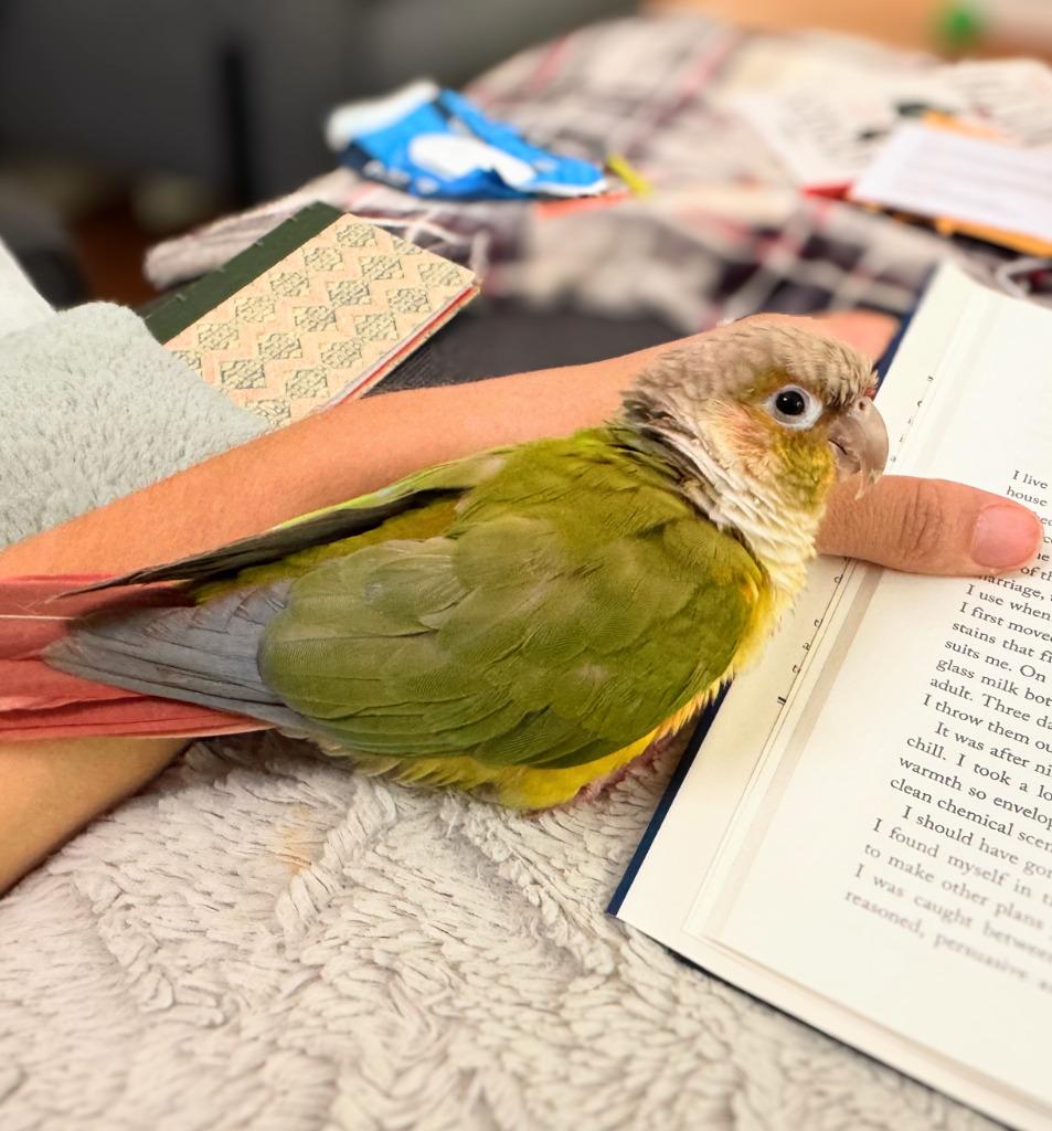 Tiki, a Adoptable Conure in Ballwin, MO image 5/6