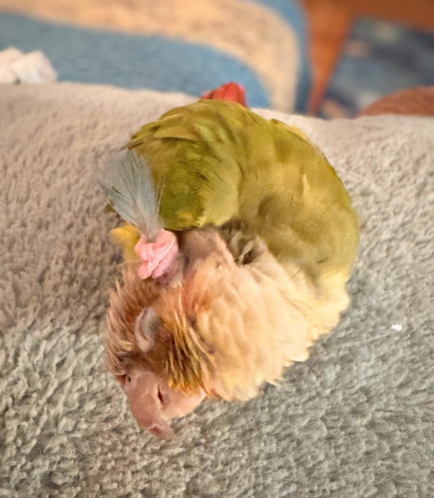 Tiki, a Adoptable Conure in Ballwin, MO image 6/6