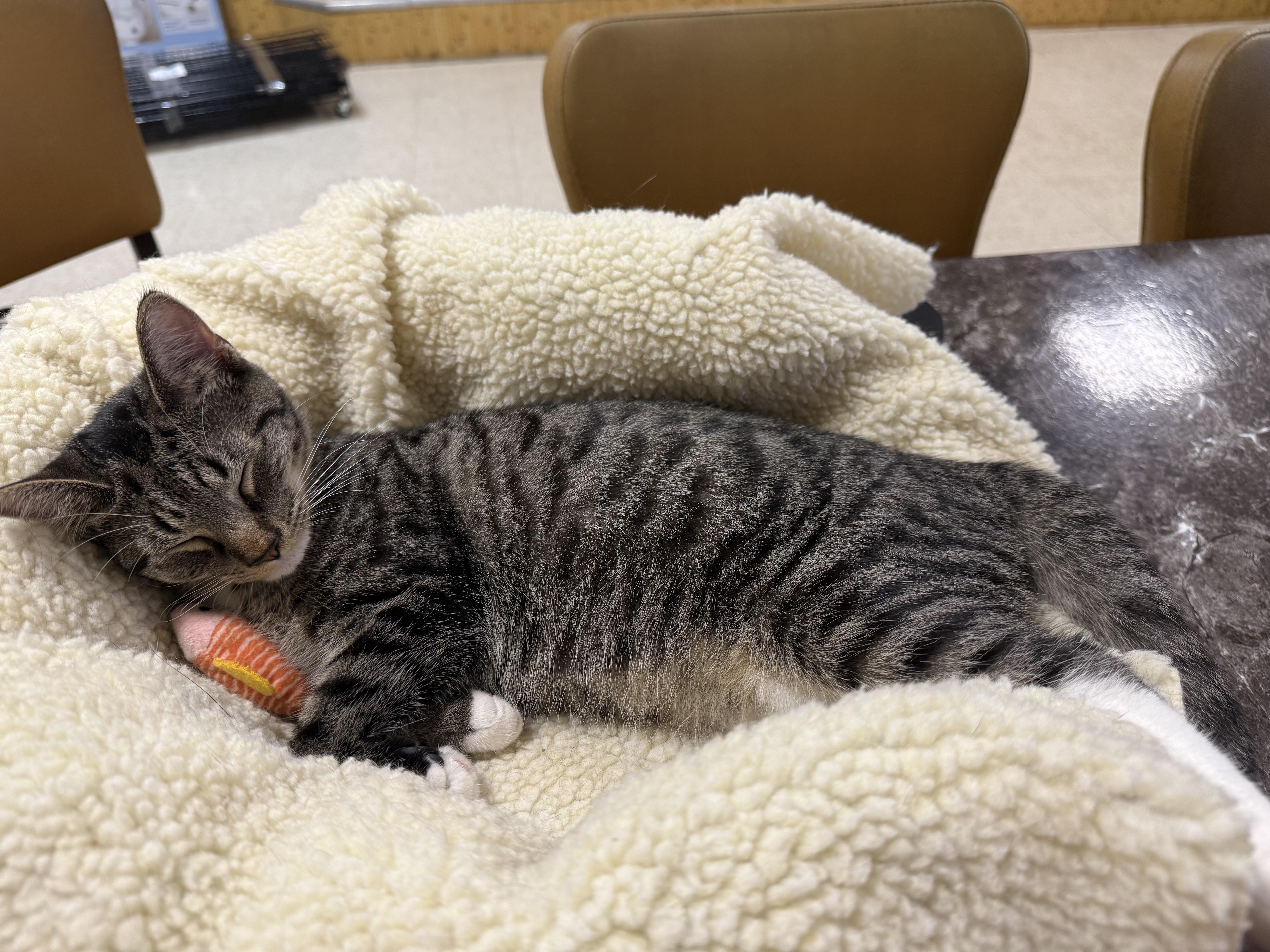 Desmond, Adopted, Young Male American Shorthair.