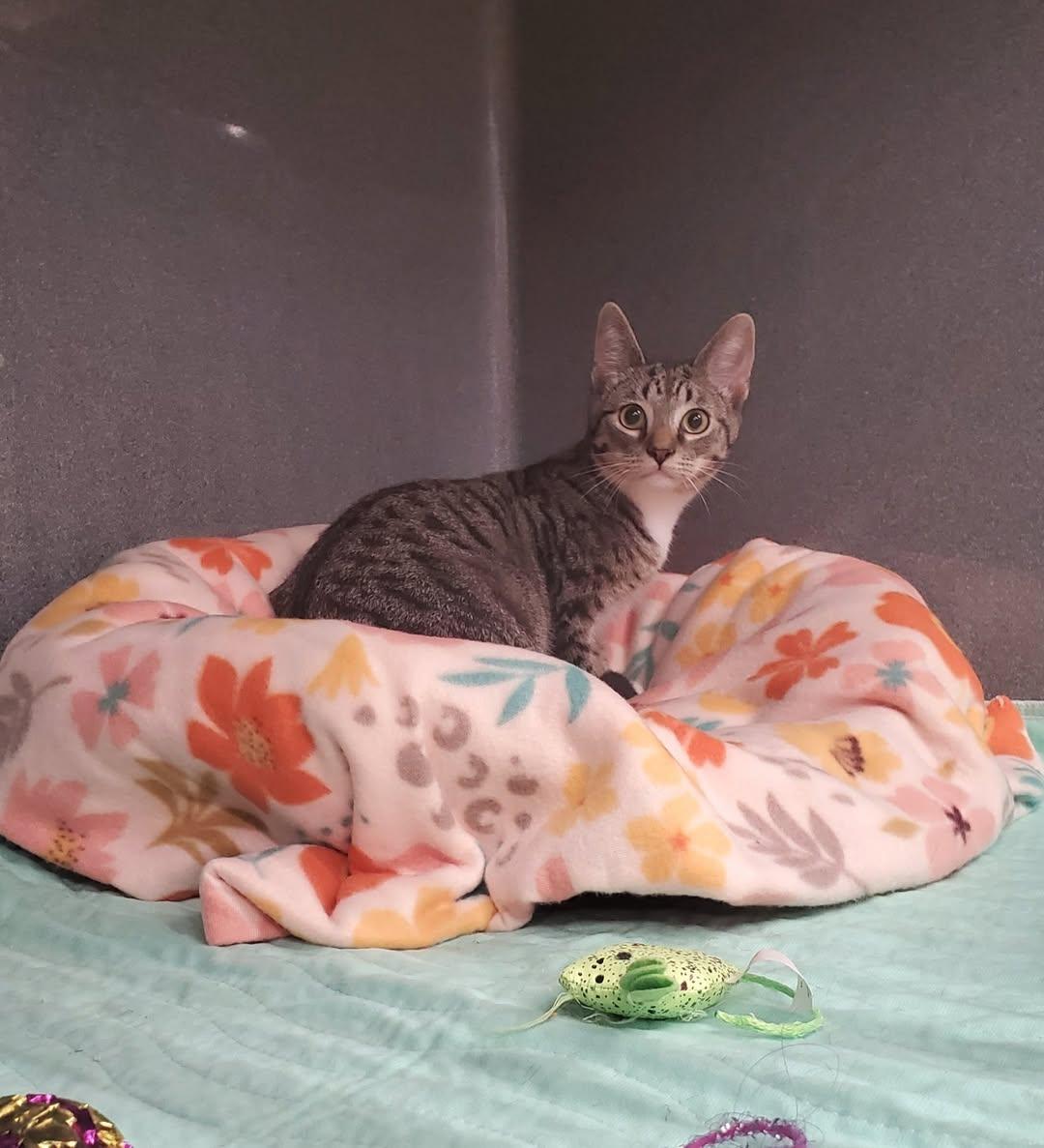 Enlarge Desmond, a Adopted American Shorthair in Erie, PA image 2/2