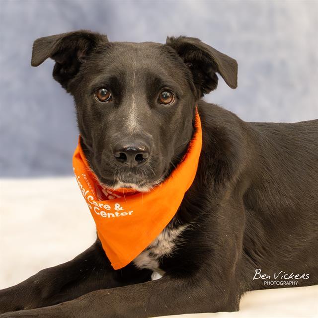 Enlarge BOUBA, a Adoptable mixed breed in Albuquerque, NM image 1/1