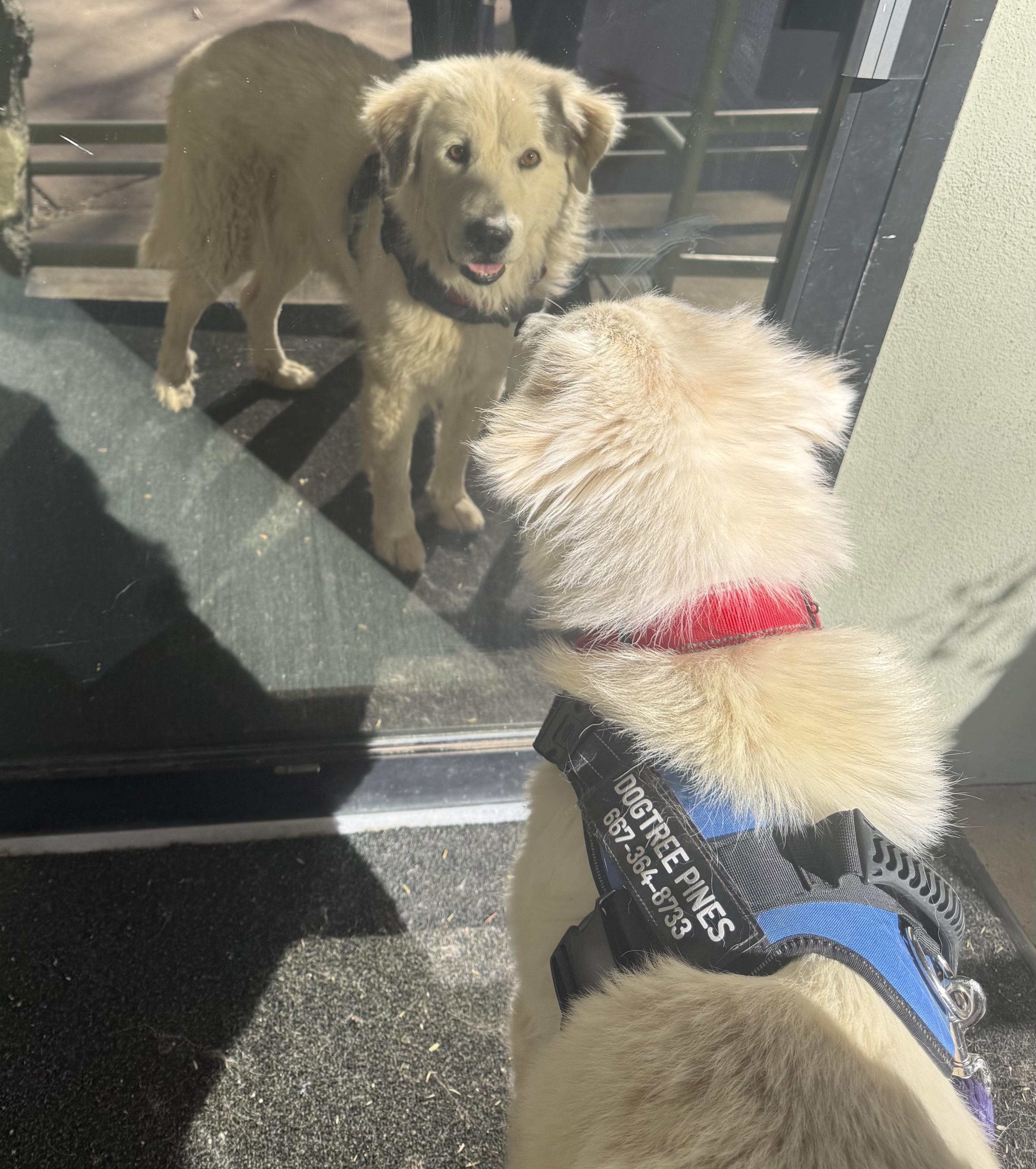 Enlarge Jane – From Deadline to a Second Chance, a ADOPTABLE Great Pyrenees in Prescott, AZ image 3/3