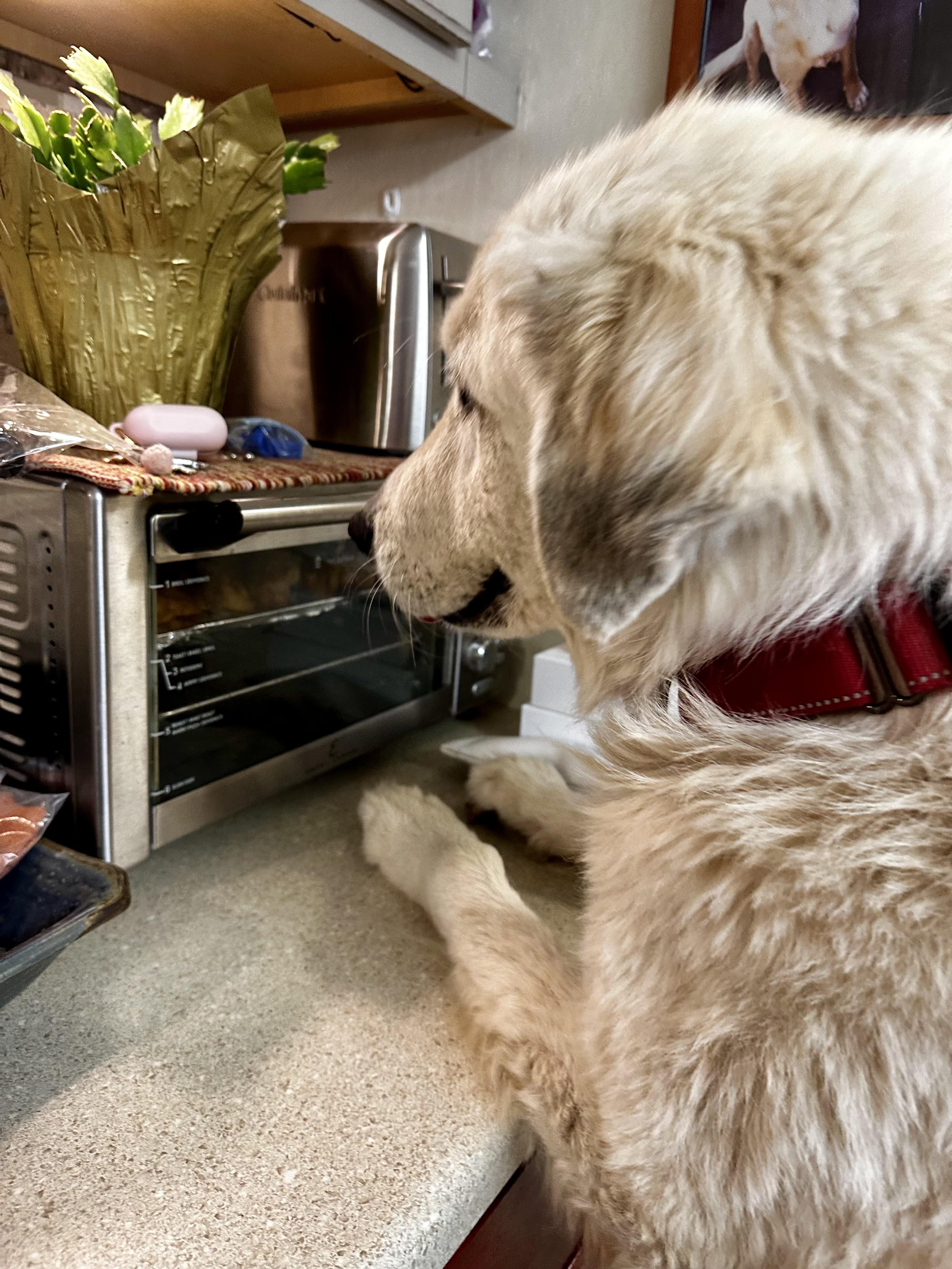Enlarge Jane – From Deadline to a Second Chance, a ADOPTABLE Great Pyrenees in Prescott, AZ image 2/3