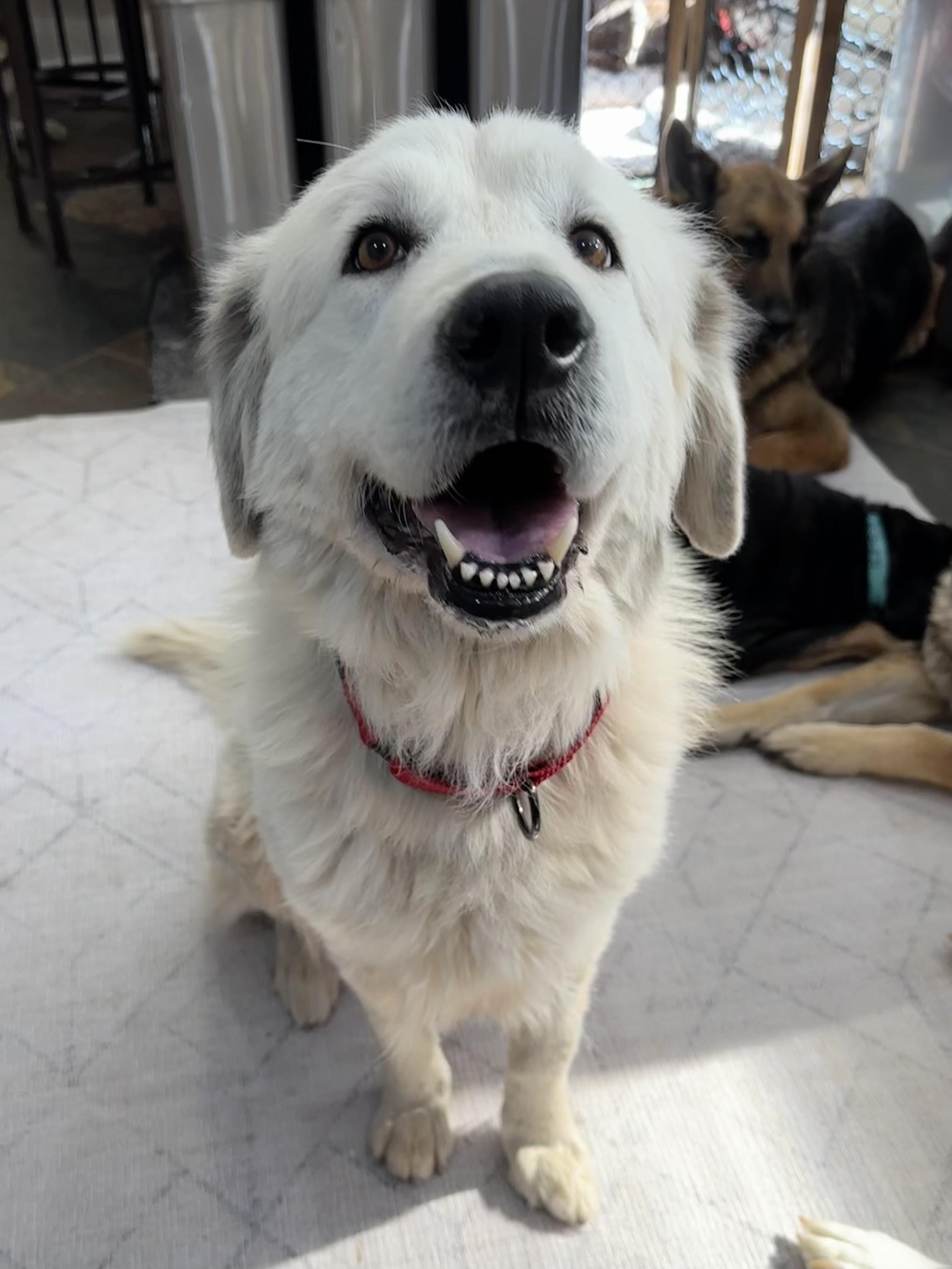 Enlarge Jane – From Deadline to a Second Chance, a ADOPTABLE Great Pyrenees in Prescott, AZ image 1/3