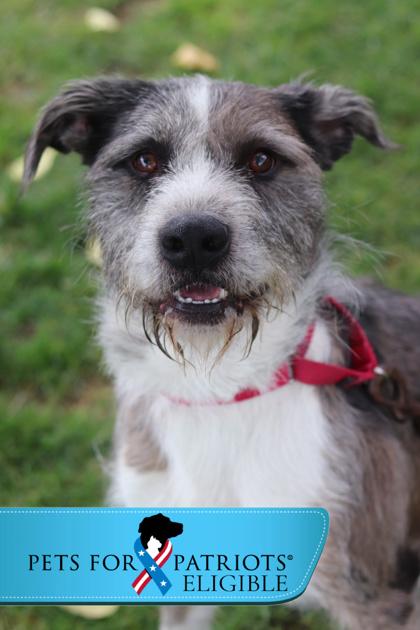 Enlarge Aldo, a Adoptable Mixed Breed in Walla Walla, WA image 1/3