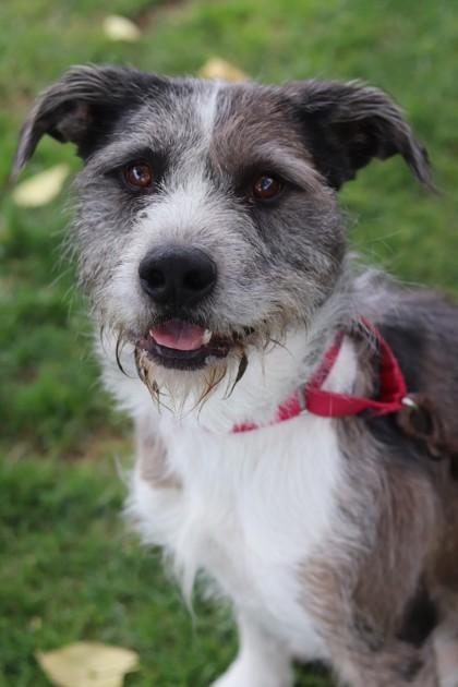 Aldo, Adoptable, Young Male Mixed Breed & Mixed Breed.