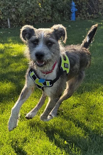 Enlarge Aldo, a Adoptable Mixed Breed in Walla Walla, WA image 2/3