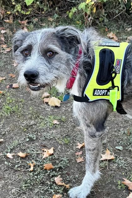 Enlarge Aldo, a Adoptable Mixed Breed in Walla Walla, WA image 3/3