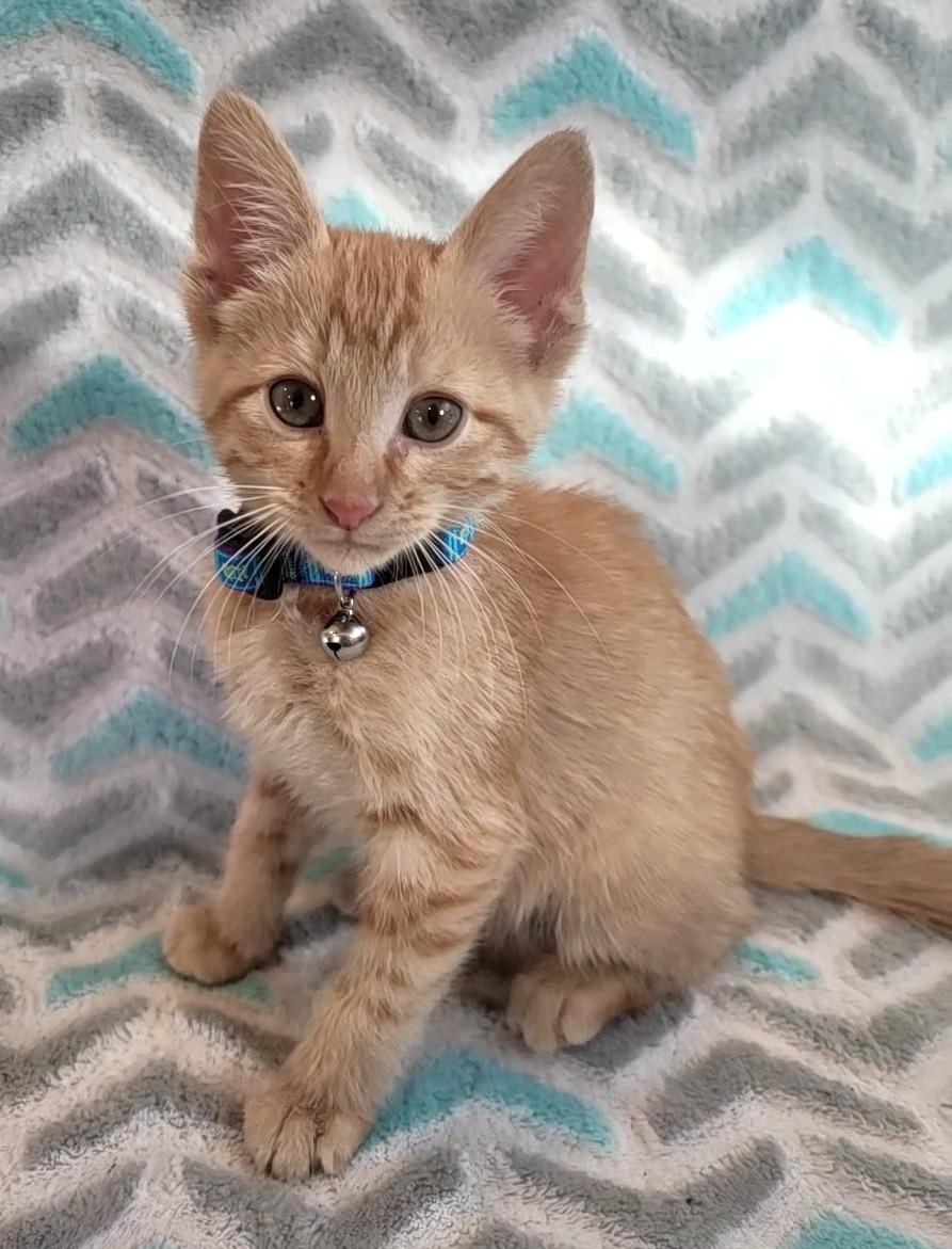 Tettegouche, an adoptable Domestic Short Hair in Saint Paul, MN image 1/2