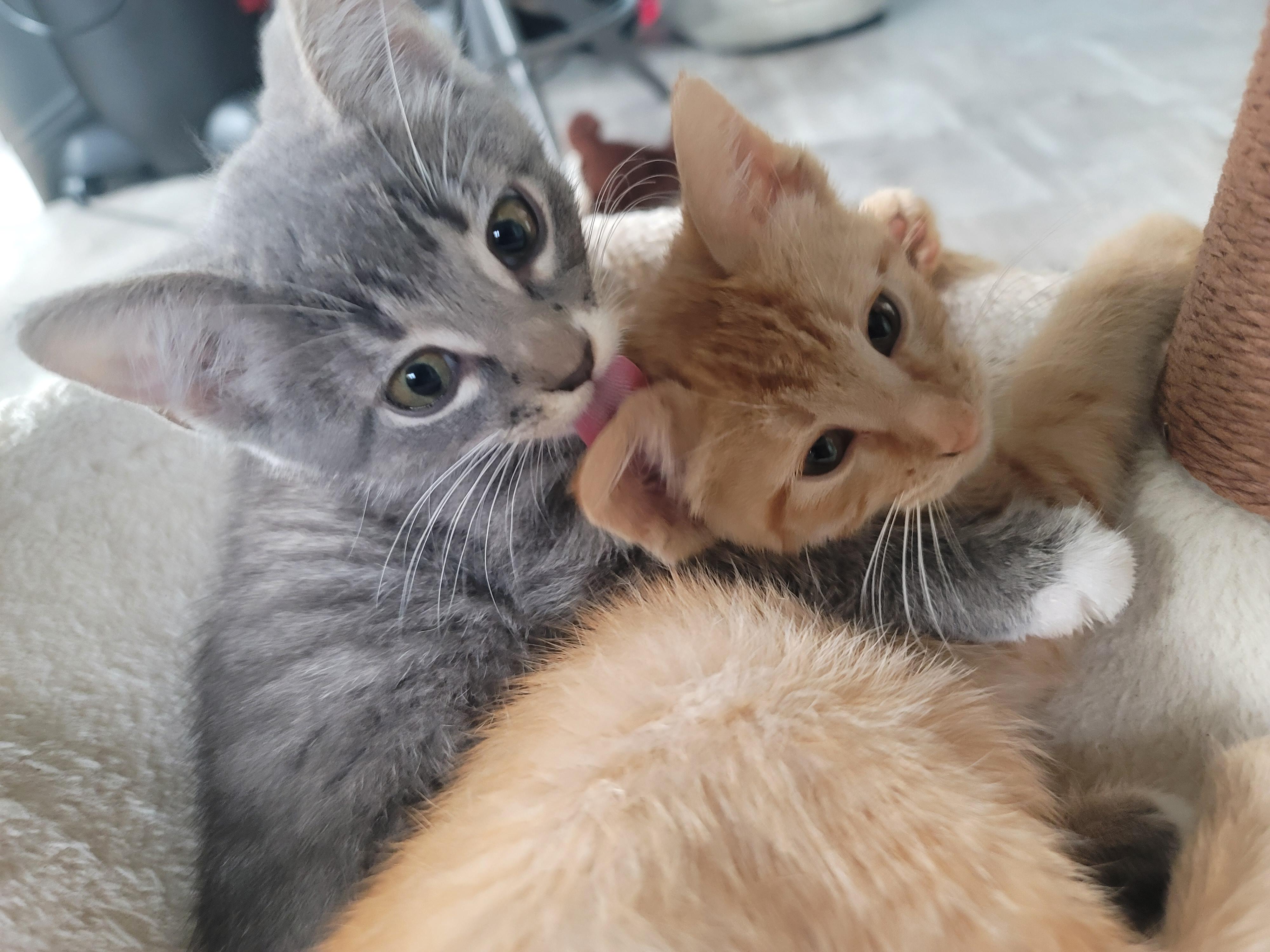 Tettegouche, an adoptable Domestic Short Hair in Saint Paul, MN image 2/2