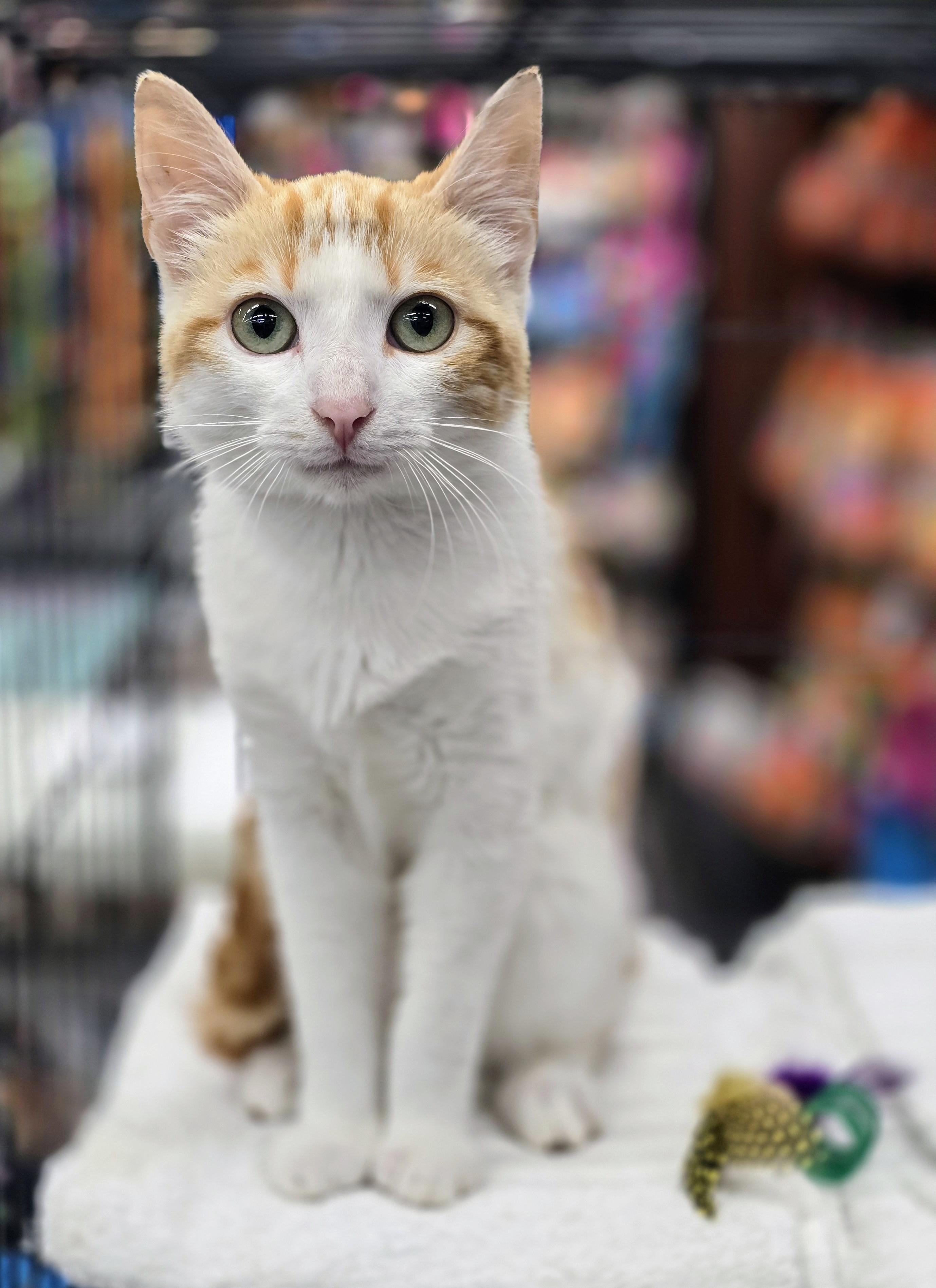Marlowe, the sweetest kitten, Baby Male unknown