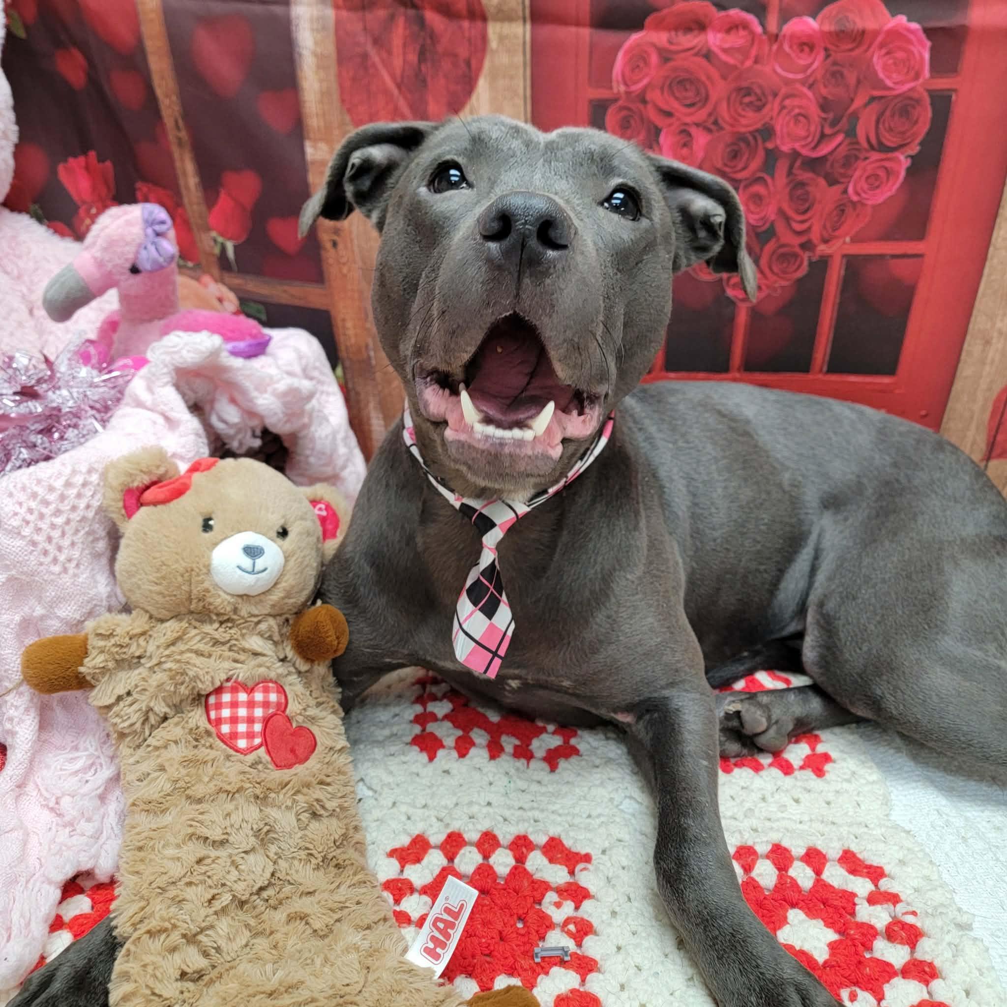 Enlarge Hope, a ADOPTABLE mixed breed in Statesboro, GA image 2/6