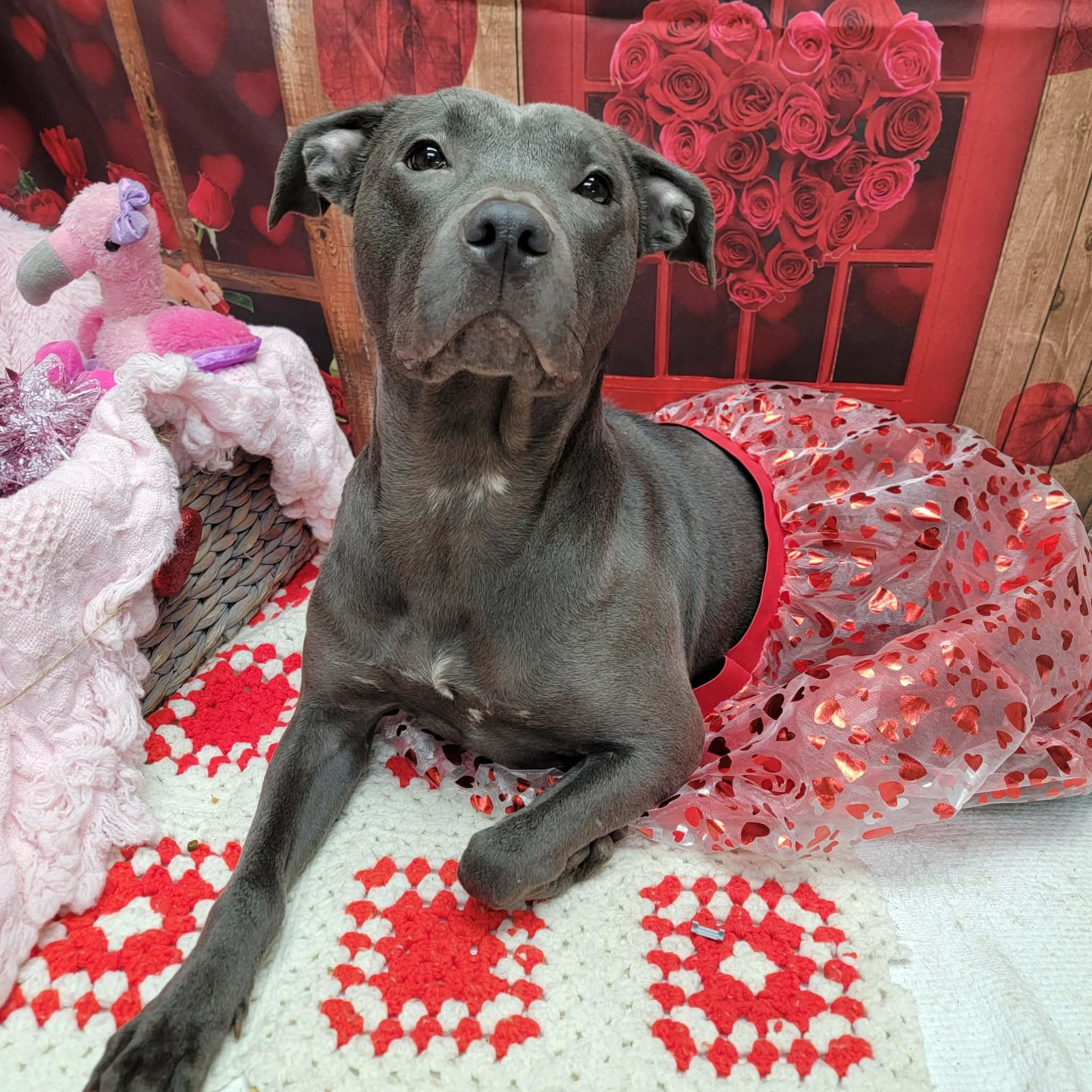 Enlarge Hope, a ADOPTABLE mixed breed in Statesboro, GA image 5/6