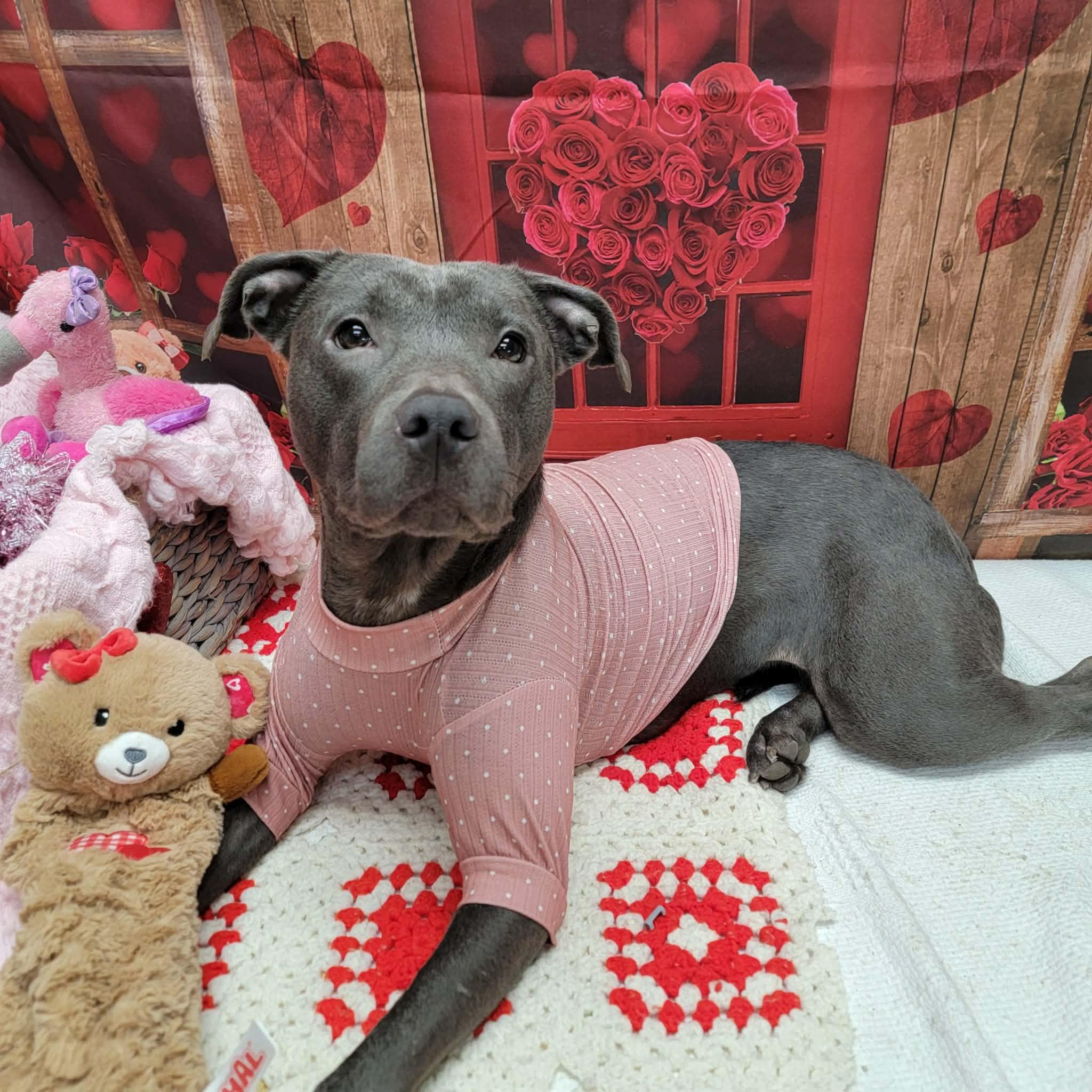 Enlarge Hope, a ADOPTABLE mixed breed in Statesboro, GA image 1/6