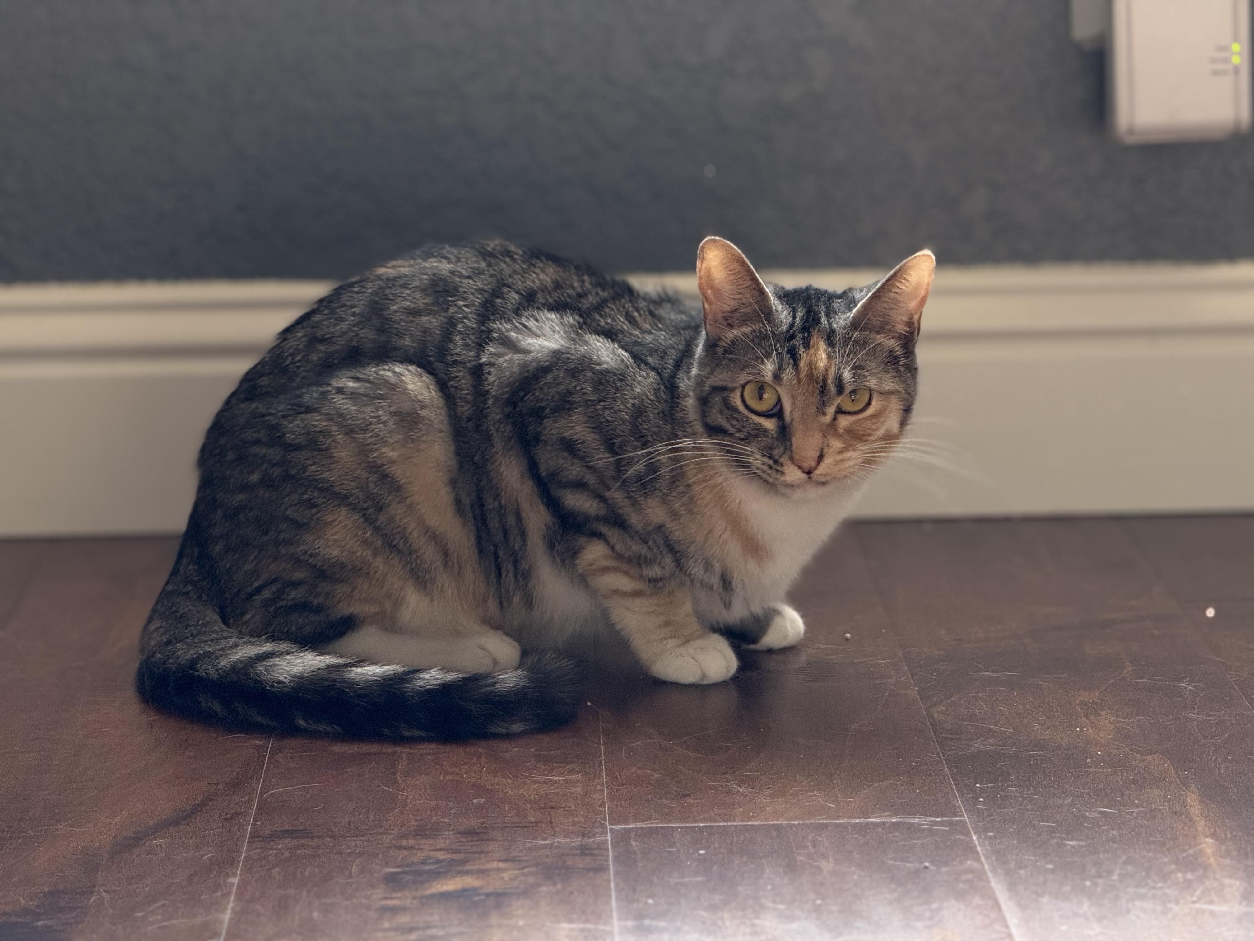 Cindy (BONDED WITH BOBBY), Adoptable, Young Female Domestic Short Hair.