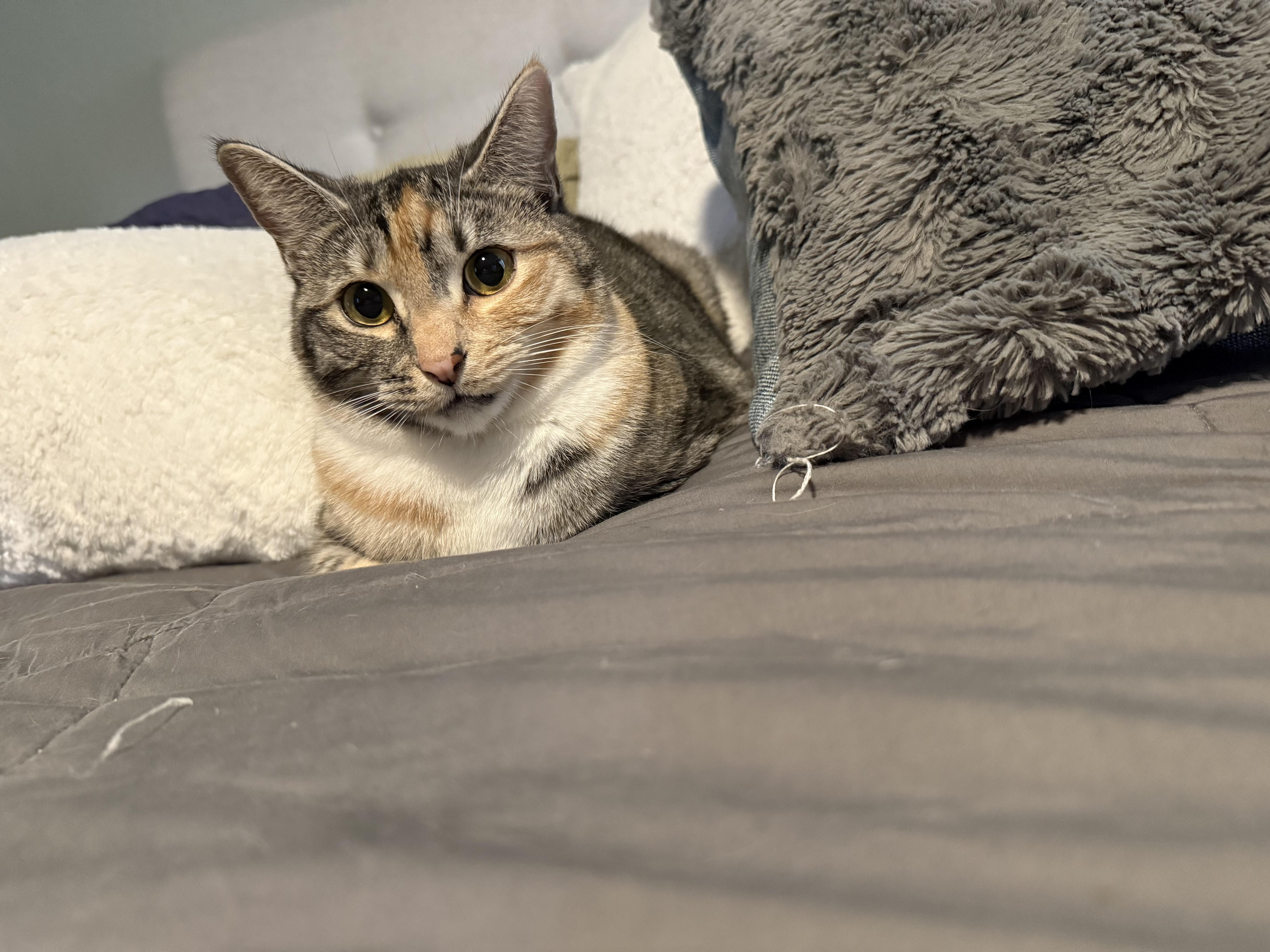 Enlarge Cindy (BONDED WITH BOBBY), a Adoptable mixed breed in Tracy, CA image 2/6