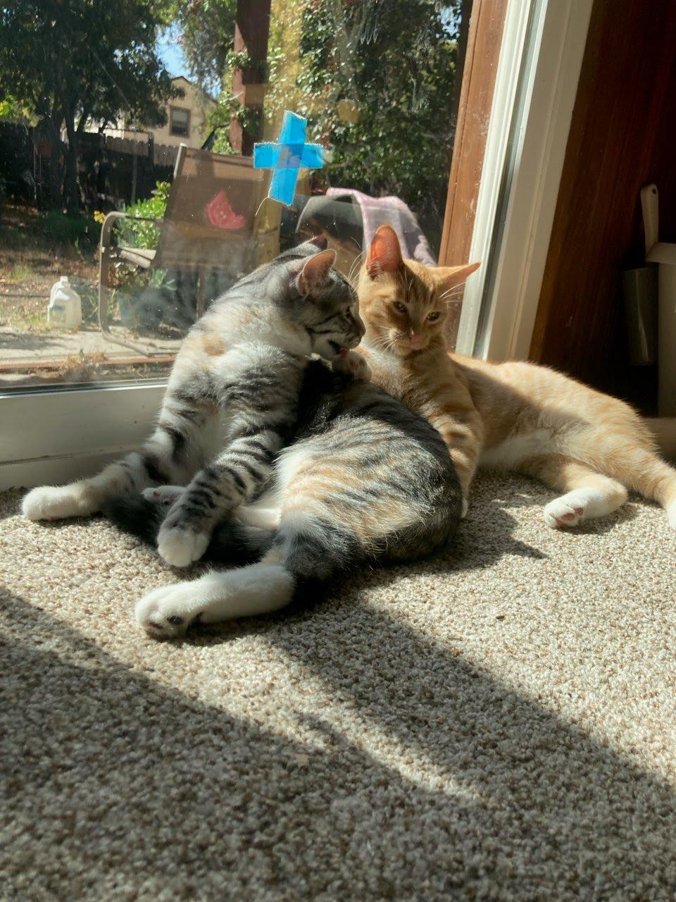 Enlarge Cindy (BONDED WITH BOBBY), a Adoptable mixed breed in Tracy, CA image 3/6