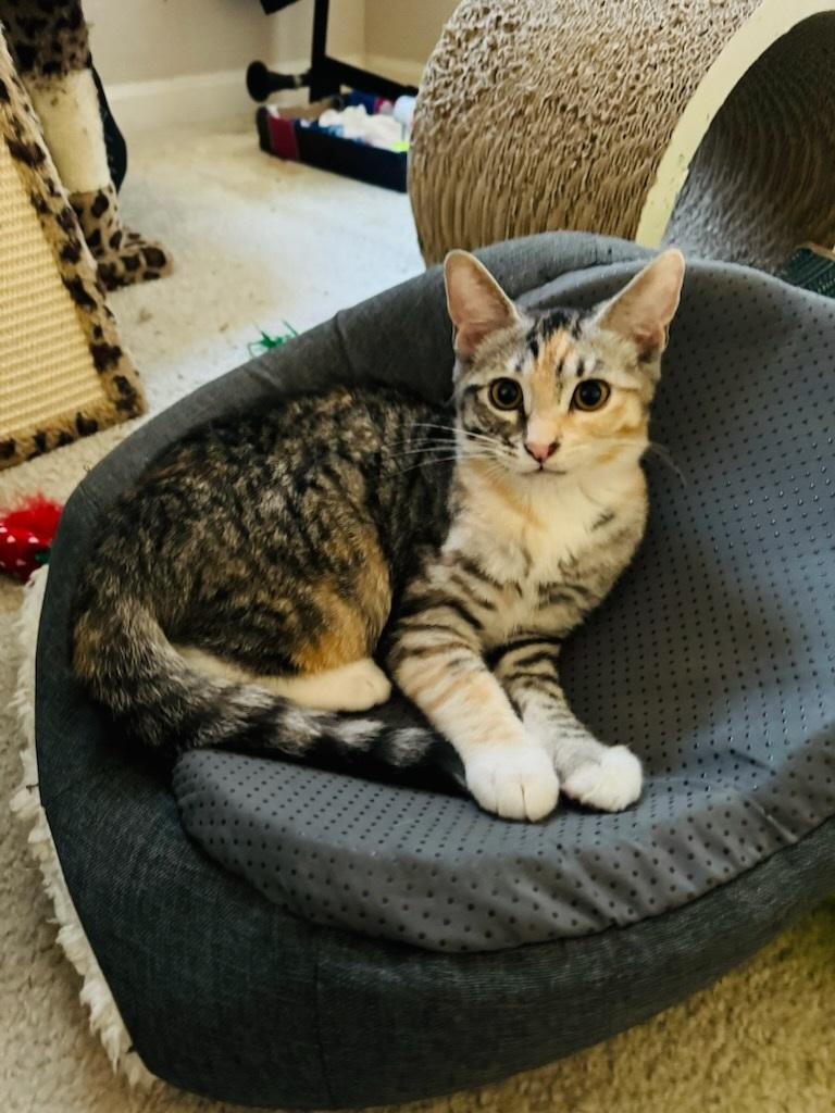 Enlarge Cindy (BONDED WITH BOBBY), a Adoptable mixed breed in Tracy, CA image 4/6