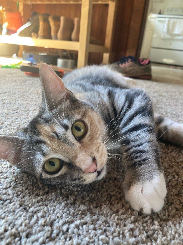 Enlarge Cindy (BONDED WITH BOBBY), a Adoptable mixed breed in Tracy, CA image 4/6