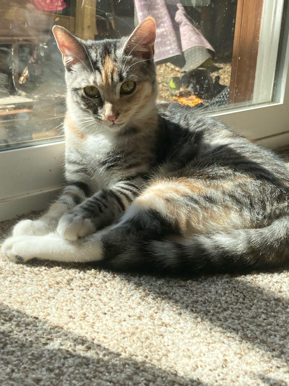 Enlarge Cindy (BONDED WITH BOBBY), a Adoptable mixed breed in Tracy, CA image 6/6