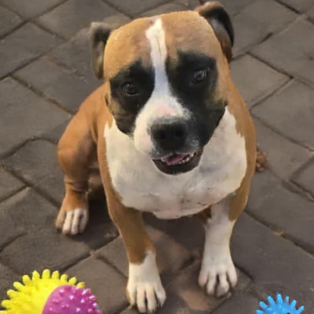 Enlarge Boogie OS NV, a Adoptable mixed breed in Las Vegas, NV image 1/3