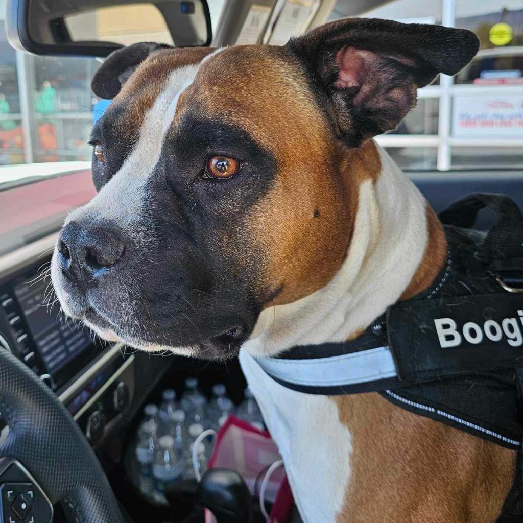 Enlarge Boogie OS NV, a Adoptable mixed breed in Las Vegas, NV image 2/3