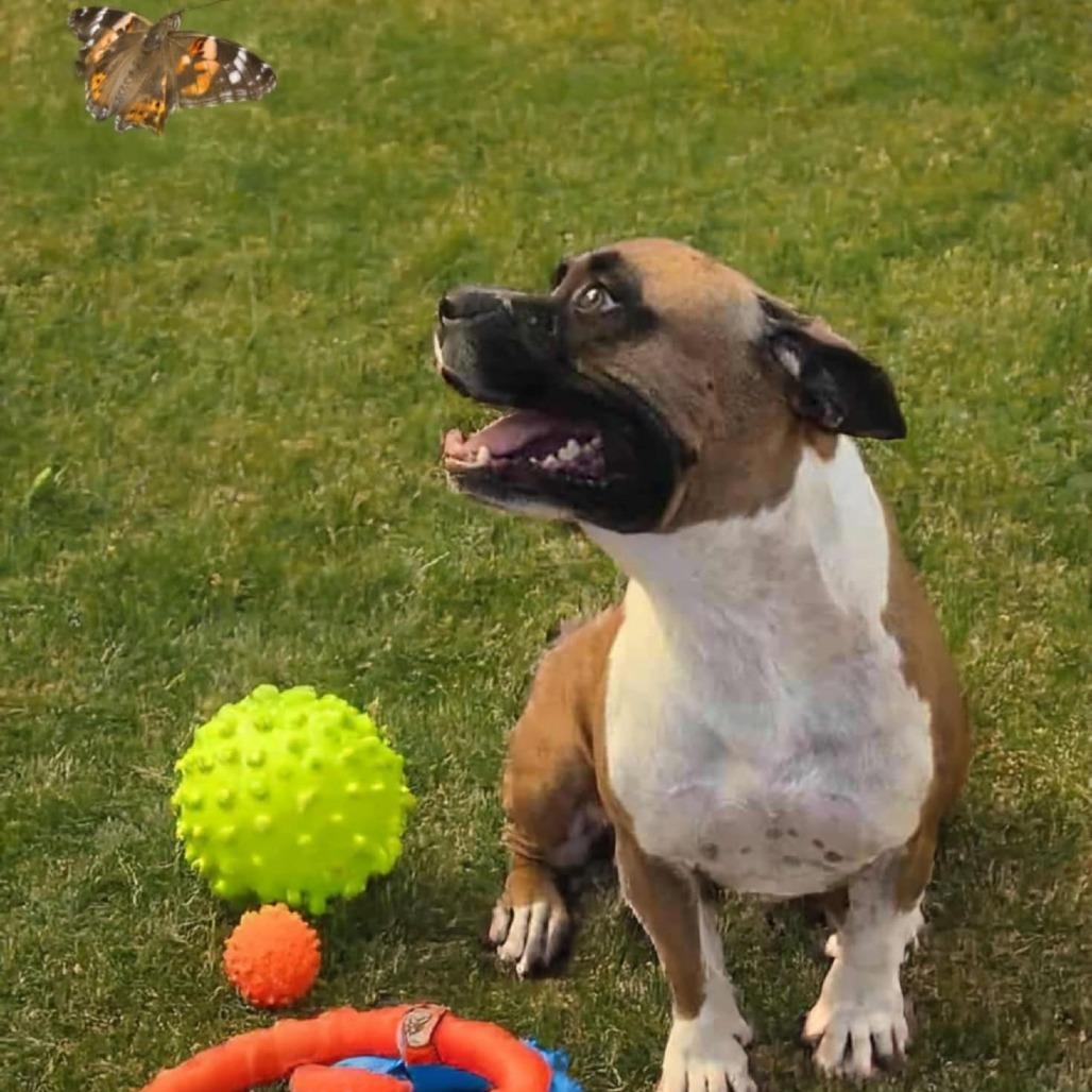 Enlarge Boogie OS NV, a Adoptable mixed breed in Las Vegas, NV image 3/3