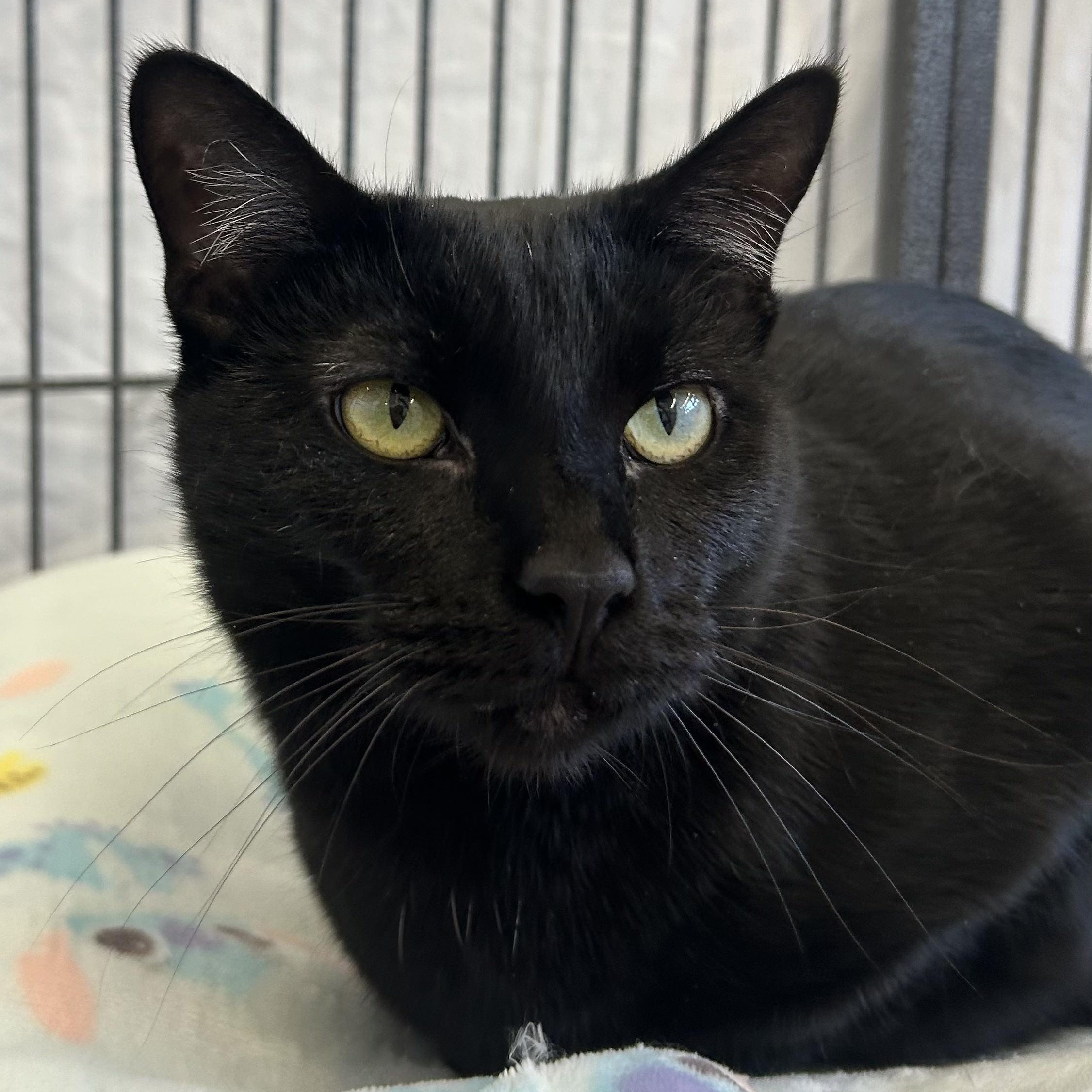 Enlarge Felicia, a Adoptable Domestic Short Hair in St. Louis, MO image 4/4