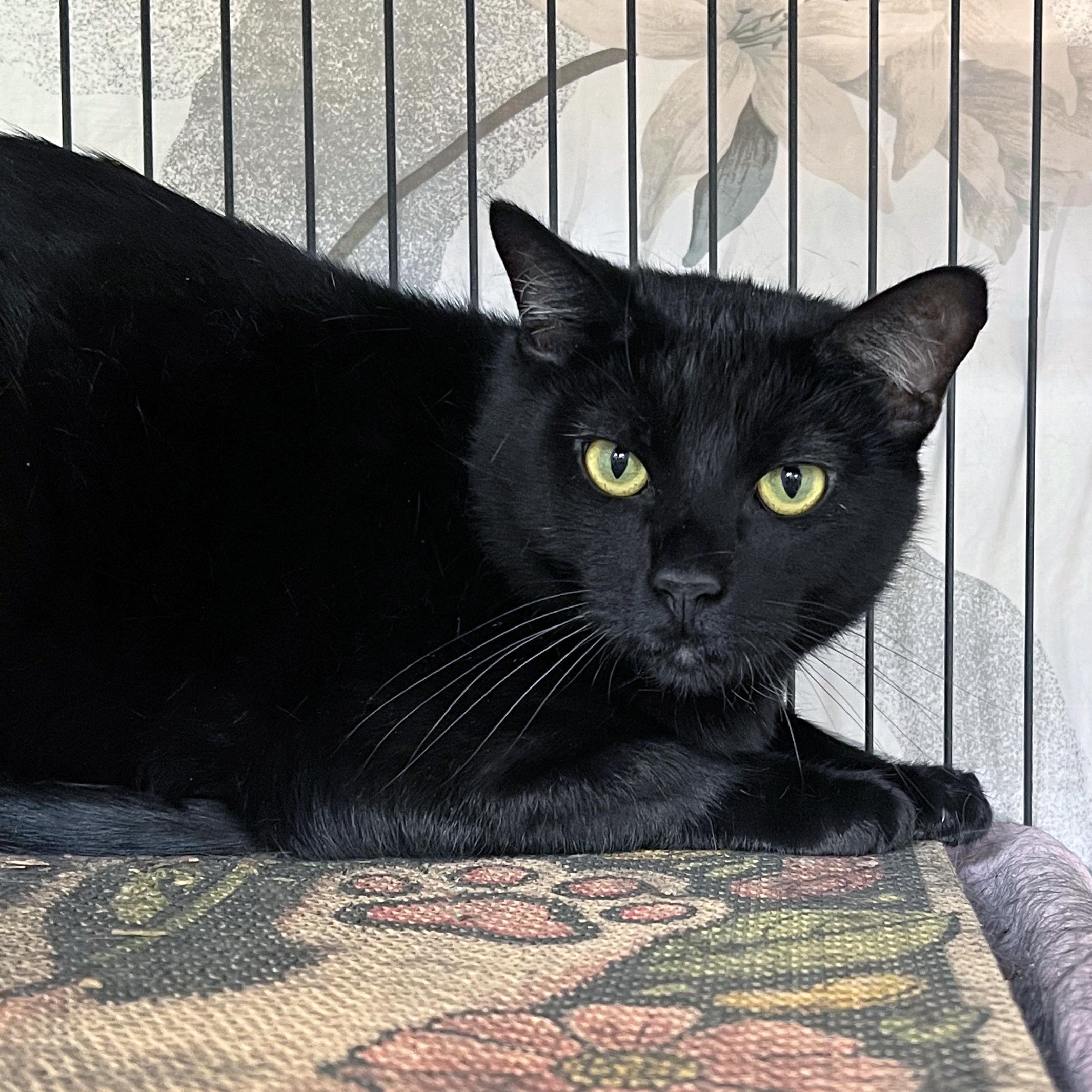 Felicia, ADOPTABLE, Young Female Domestic Short Hair.