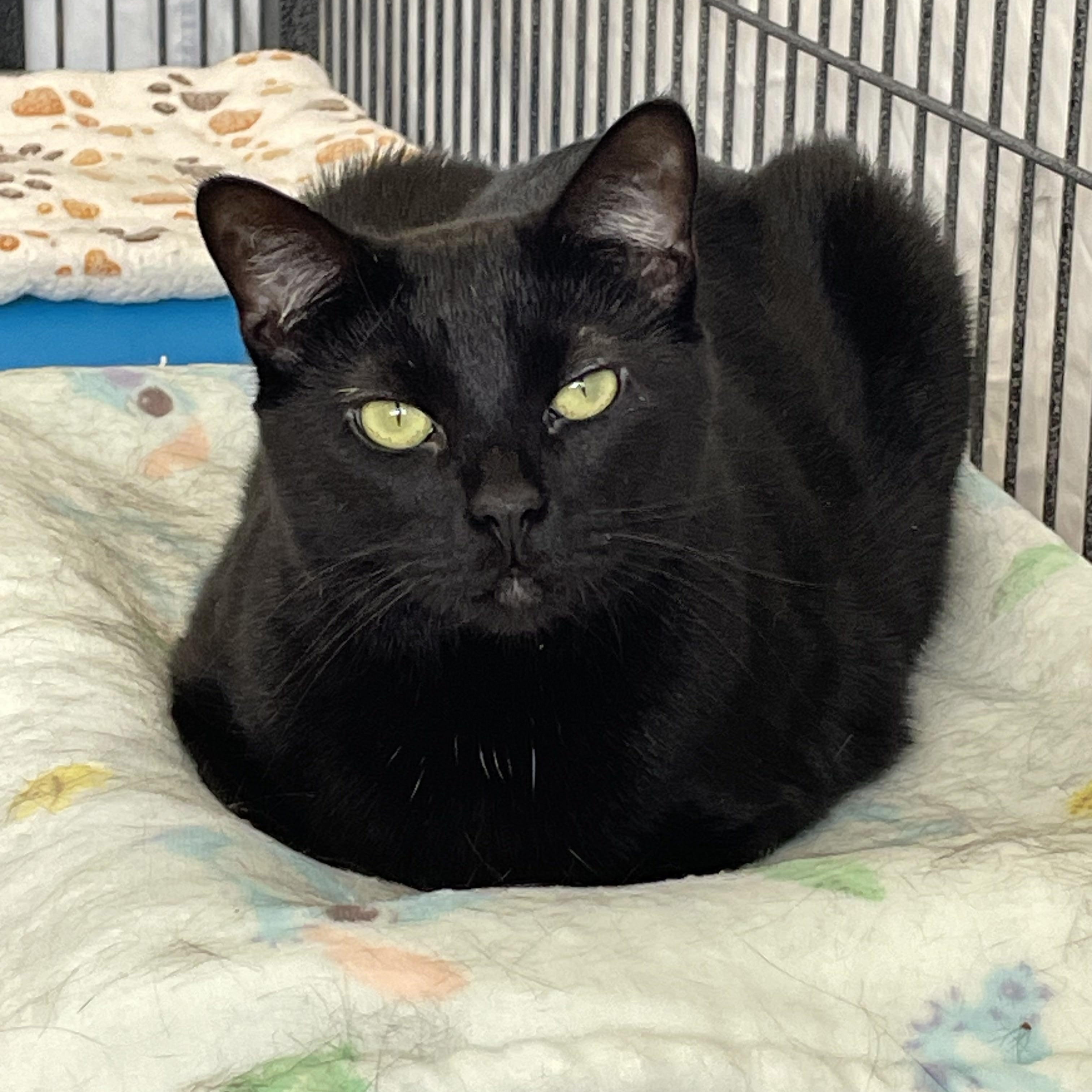 Felicia, Adoptable, Young Female Domestic Short Hair.