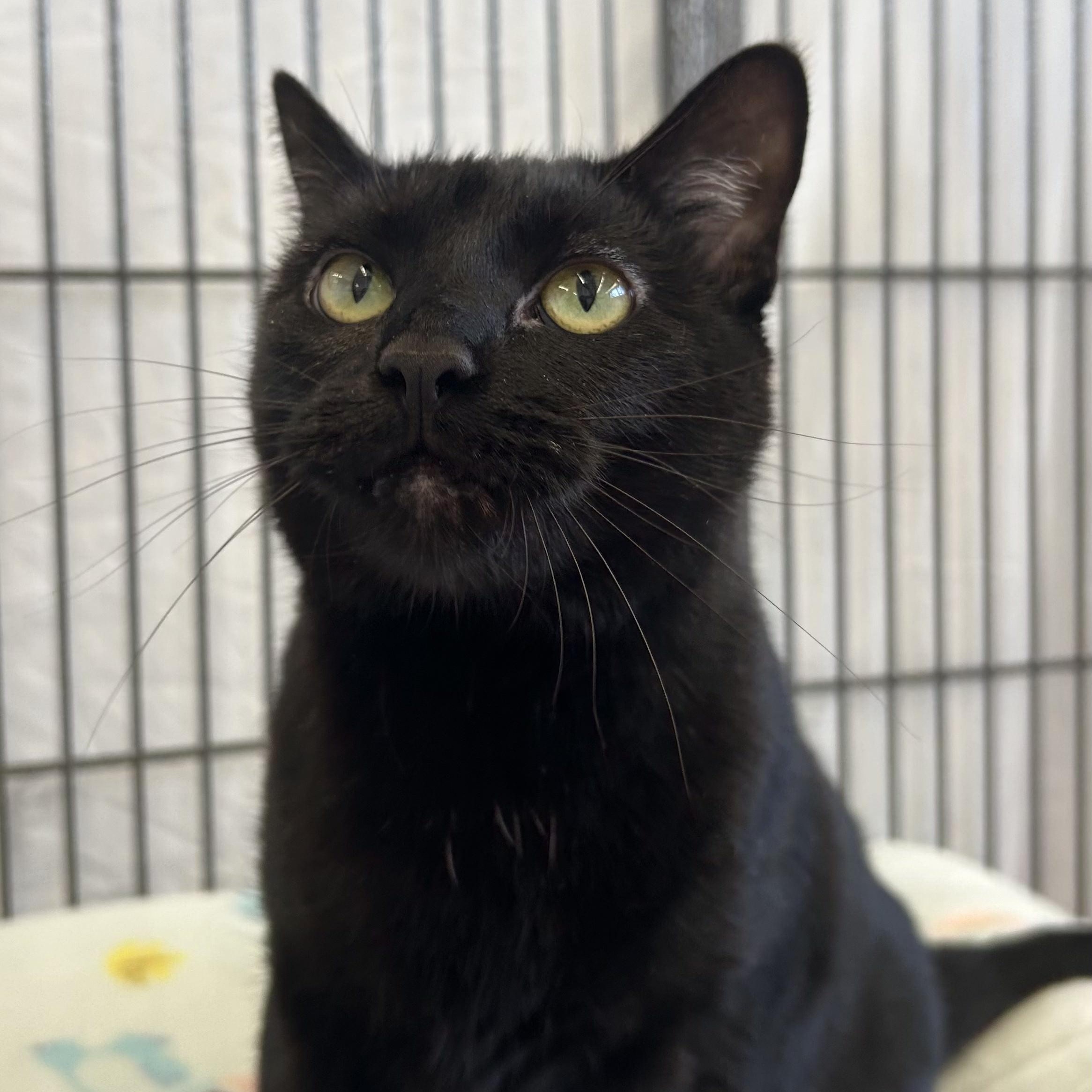 Enlarge Felicia, a Adoptable Domestic Short Hair in St. Louis, MO image 3/4