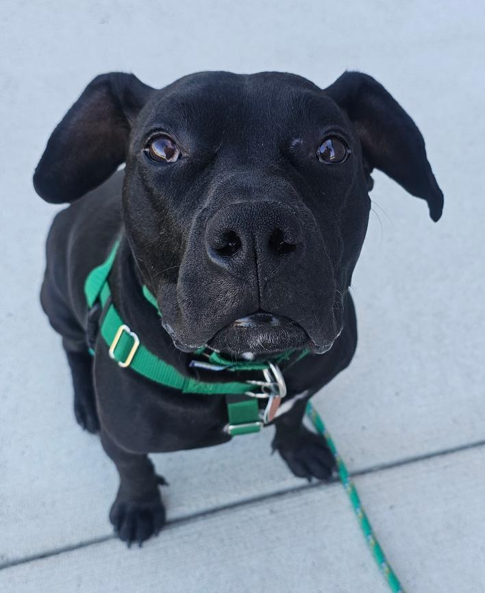 Orville, an adoptable mixed breed in Lapeer, MI image 1/6