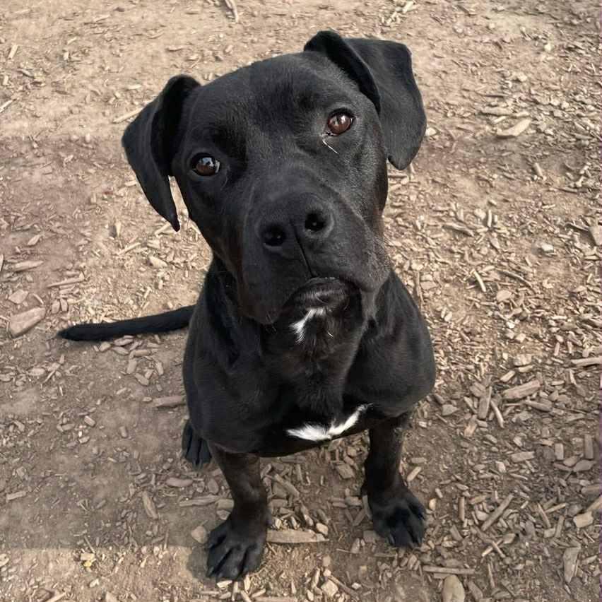 Orville, a ADOPTABLE mixed breed in Lapeer, MI image 2/6