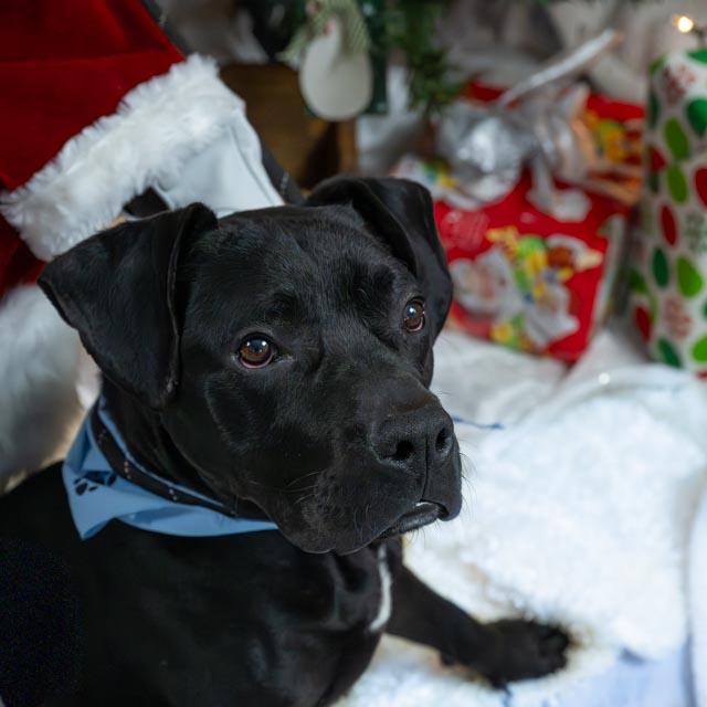 Orville, a ADOPTABLE mixed breed in Lapeer, MI image 3/6