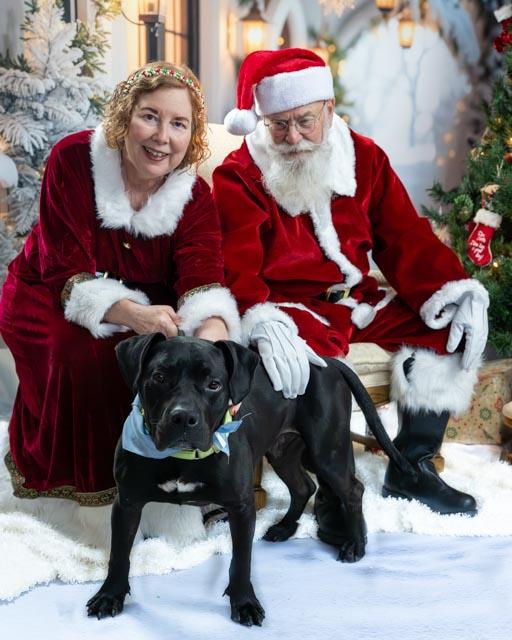 Orville, a ADOPTABLE mixed breed in Lapeer, MI image 4/6